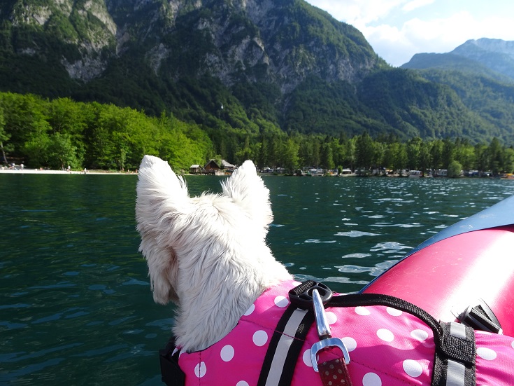 poppy the westy looking to camp on Lake Bohinj