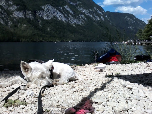 Poppy having a nap by lake Bohinj