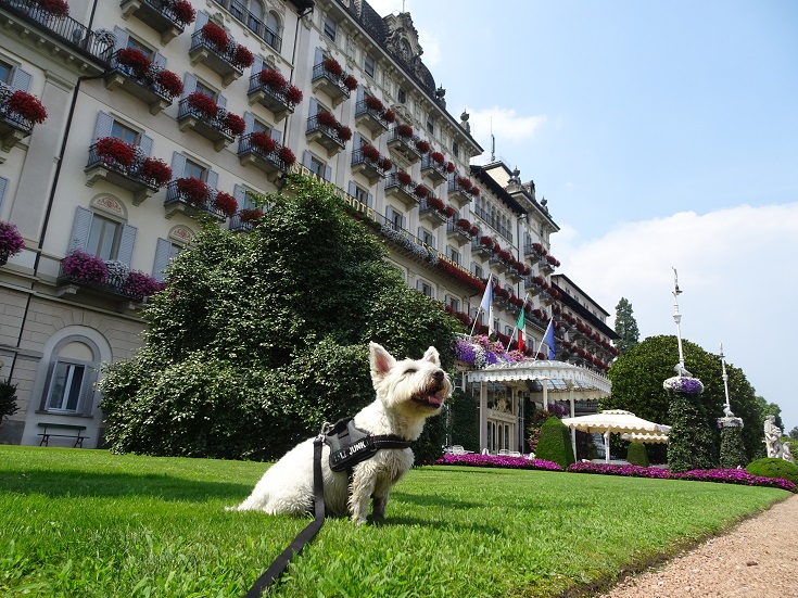 poppy the westie at grand hotel des iles borromees