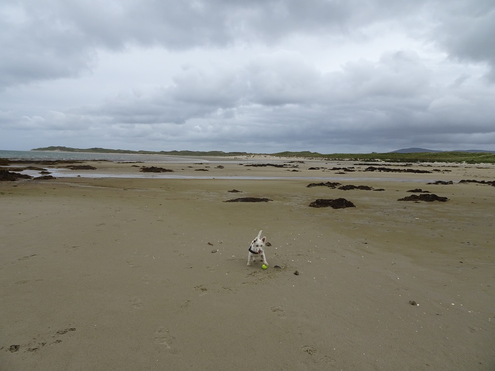 Poppy the westie on the beach at Loch Gruinart