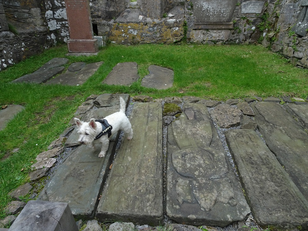 poppy the westie on a knights grave slab in Kildalton Chapel