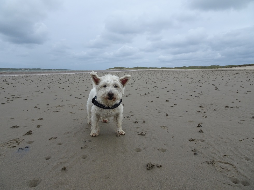 poppysocks on the beach at Loch Gruinart