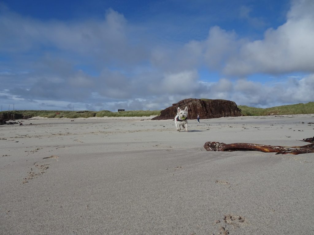 poppy the westie on the sands of Clachtoll