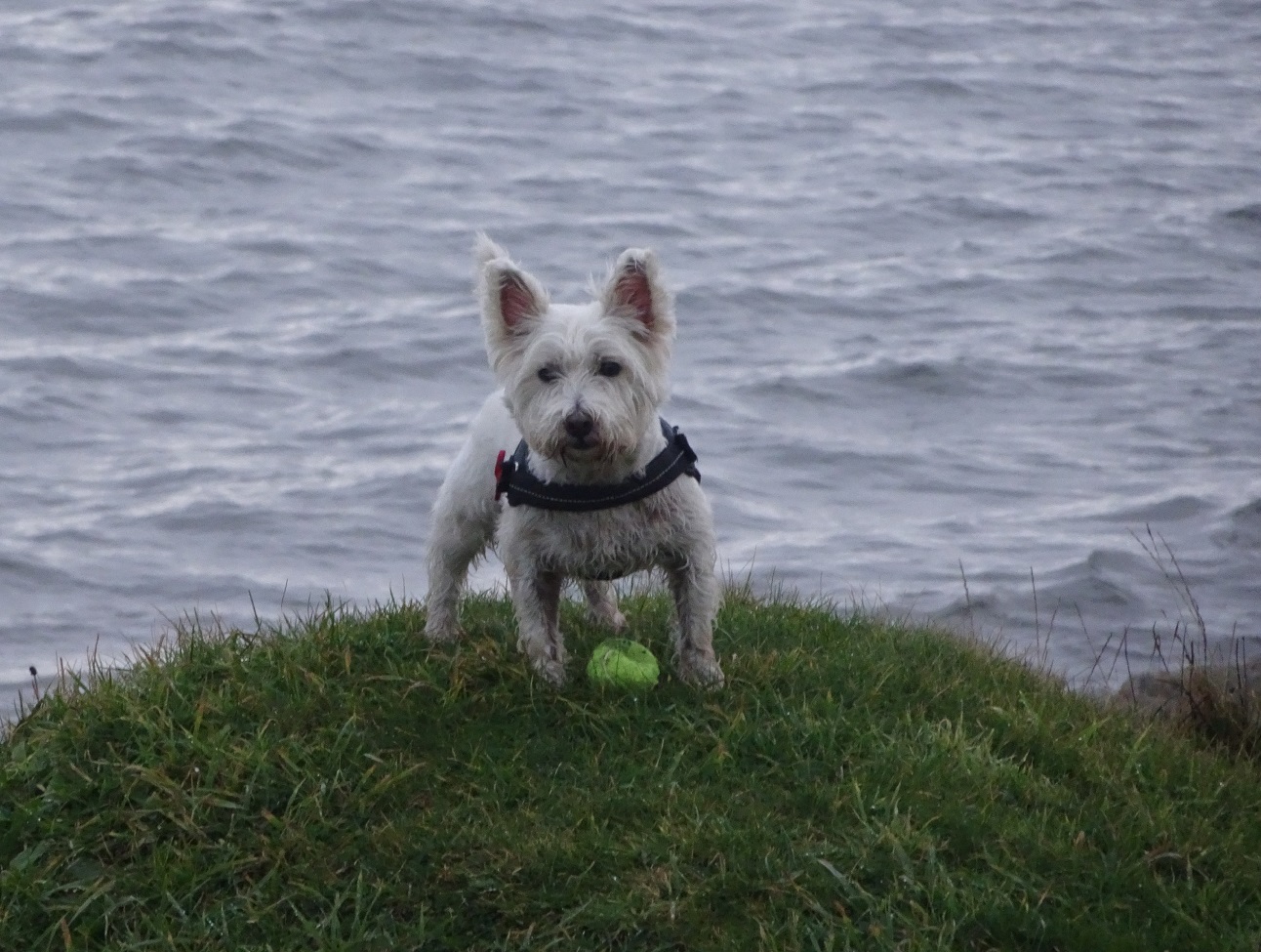 Poppy goes to St Monans