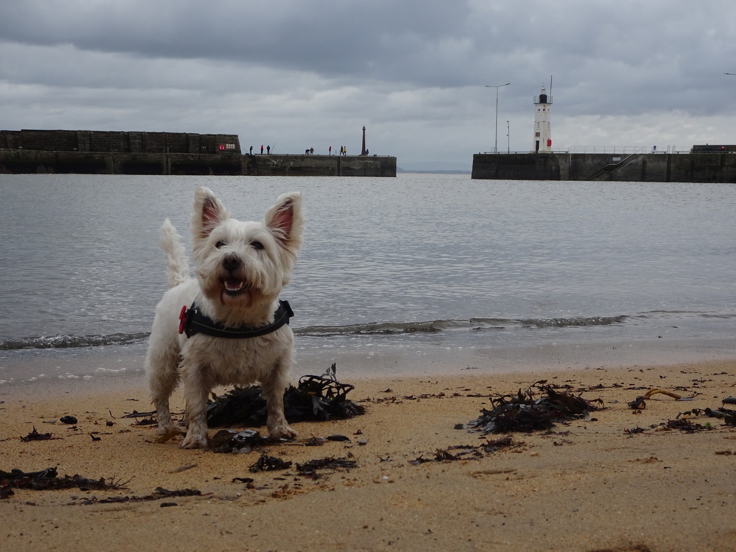 Fife costal walks