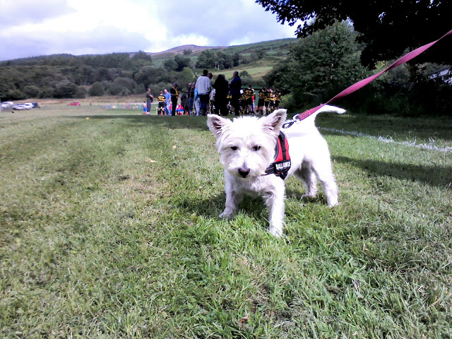 Poppy the westie at a shinty game Clachan of Glendaruel against Balaghulish