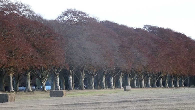 trees2