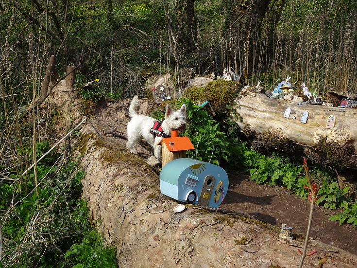 Poppy the westie in the fairy glen with fairy houses at Rosemarkie