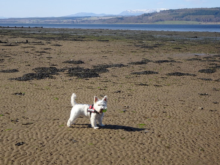 Poppy the westie on the beach at Bunchrew with ball in mouth