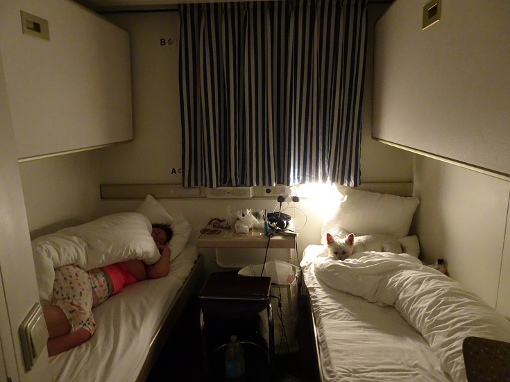 Poppy the westie in a bunk on the north sea ferry from Newcastle to Amsterdam.