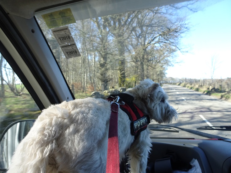 Poppy the westie looking out the window at the road in the motorhome