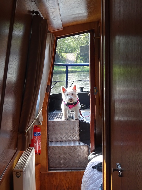 poppy-the-westie-with-life-jacket-on-canal-boat