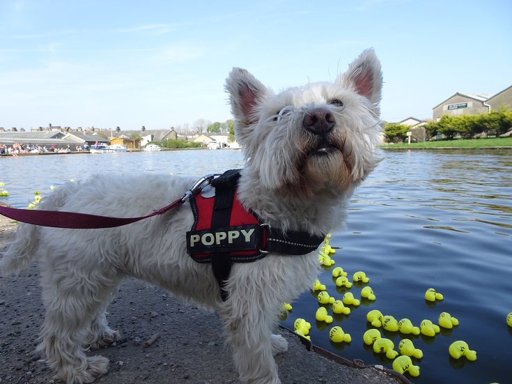 poppy the westie at carnforth with hundreds of ruber ducks in the canal