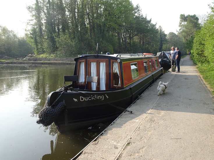 Westie beside narrow boat at Carnforth basin on the lancater canal sussing out who dad was speeking to 