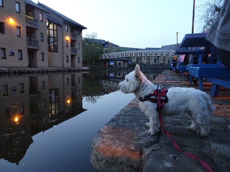 westie beside canal at waterwitch Lancaster.