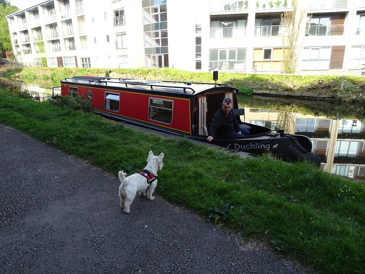 westie looking at person on canal boat in lancaster