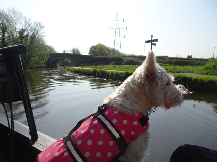 poppy the westie looking out over the lancaster canal from the stern of a narrow boat