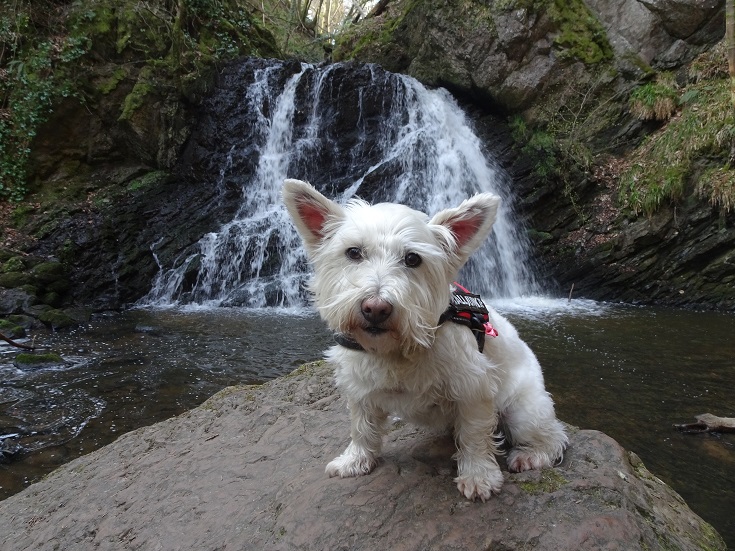 Poppy the westie in front of a ater fall in the fairy glen at Rosemarkie