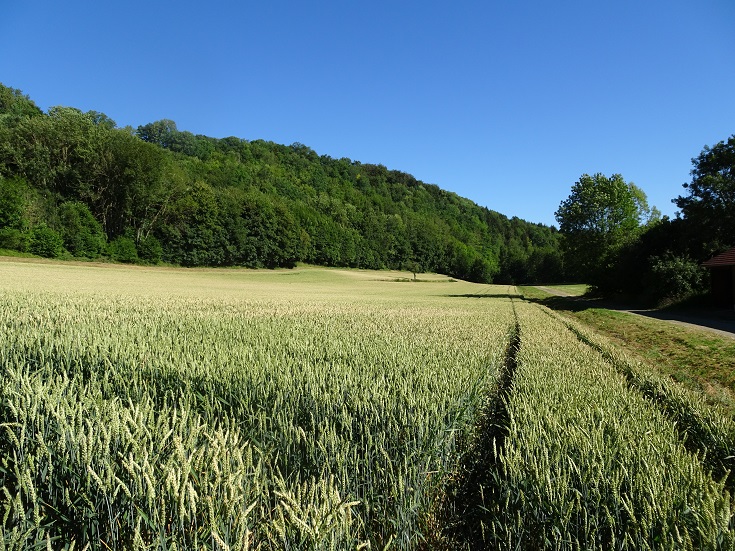 wheat fields at Rothernburg on Der Tauber