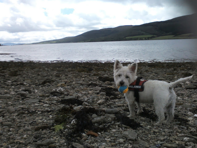 Poppy the westie at the Kyles of Bute