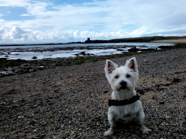 Poppy the westie on the path to Anstruther from St Monens