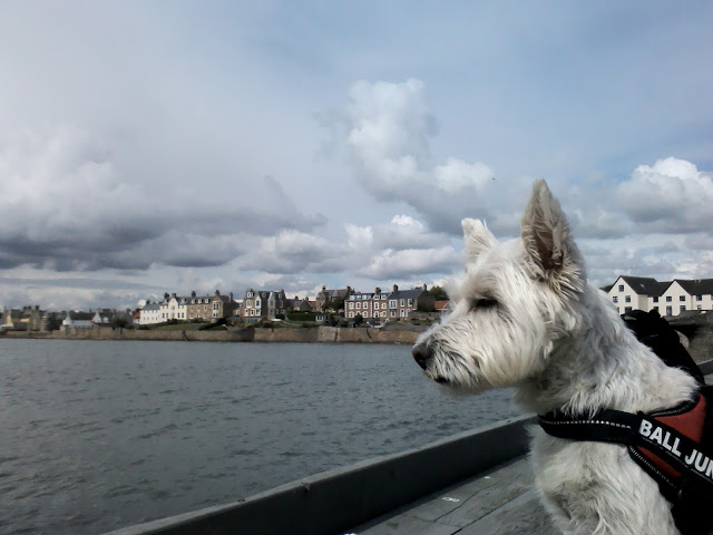 poppy the westie at anstruther