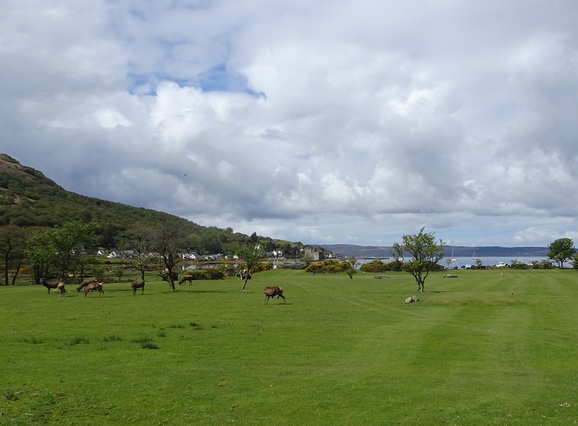 Dear on the golf course at Lochranza Arran