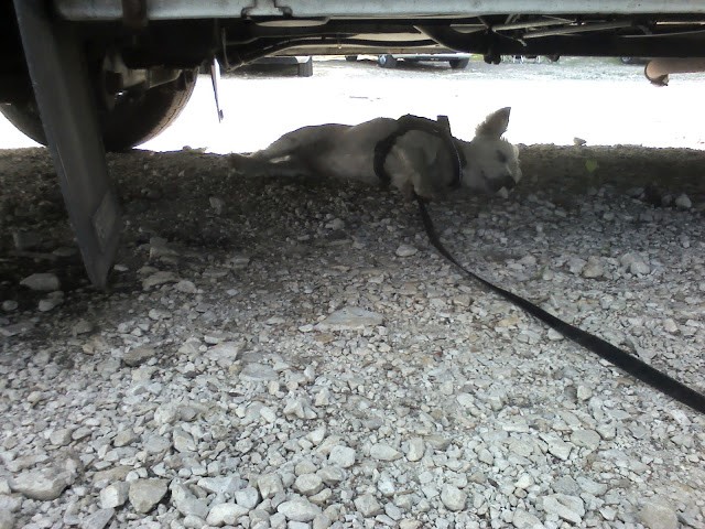 Poppy the westie crashed out under Betsy the motorhome at lake Bohinj