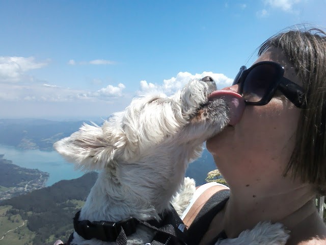Poppy the westie on Alp kissing mum