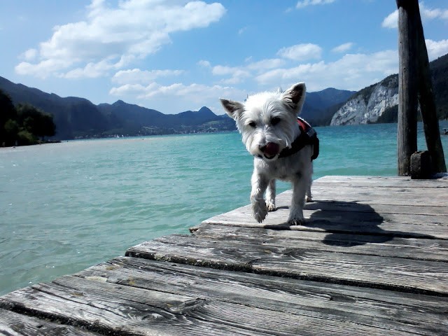 Poppy the westie on a jetty at Wolfgang See