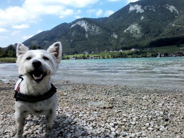 poppy the westie on the shore of Wolfgang See