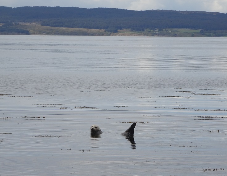 Seal in the bay at Lochranza Arran