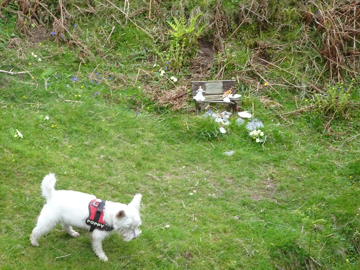 Poppy the westie looking for fairys at fairy dell on arran