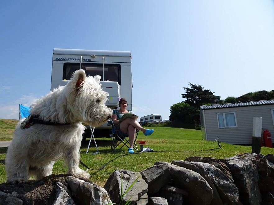 poppy the westie looking over wall at mossyard