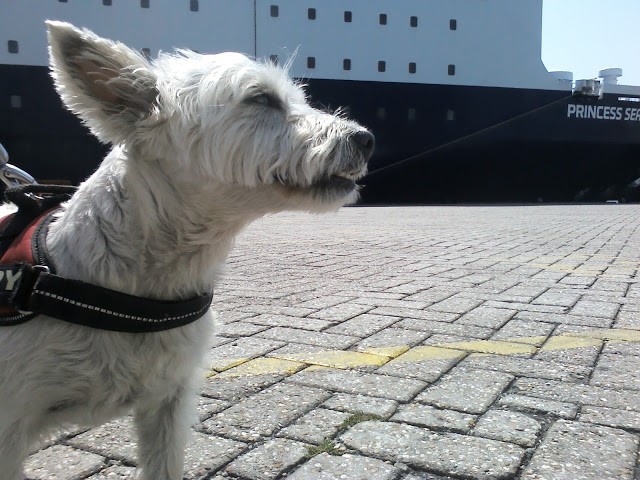 poppy-the-westie-at-newcastle-with-ferry