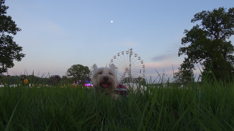 poppy the westie at the bbc big weekend