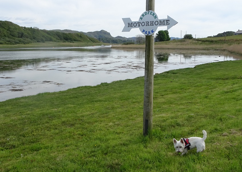 poppy the westie at Ardfern motorhome park sign