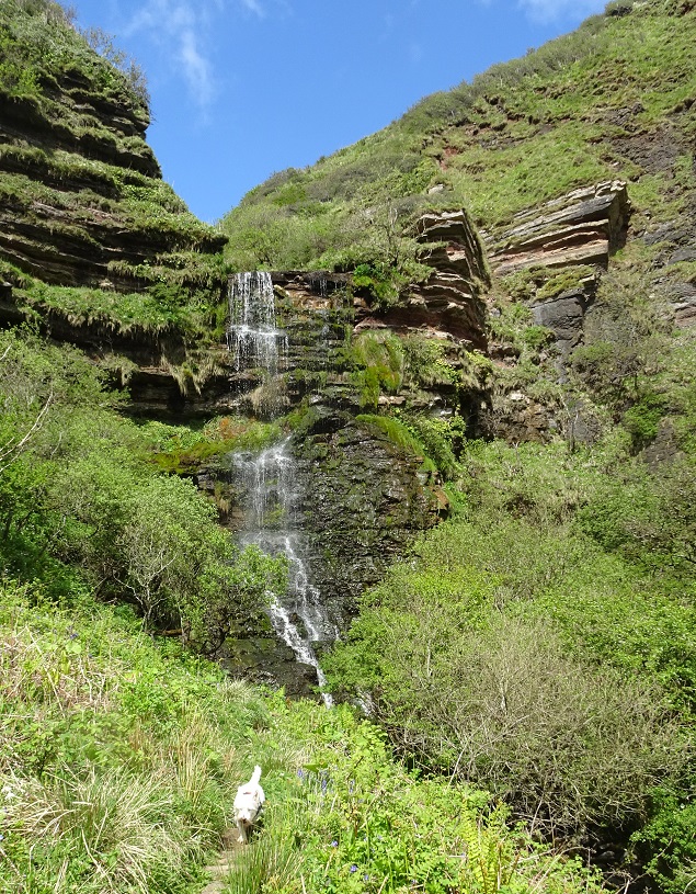 poppy the westie chasing waterfalls in Arran