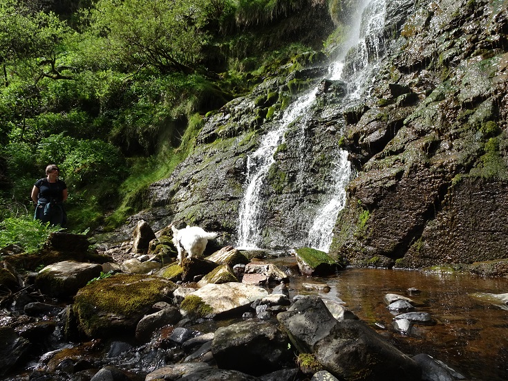 poppy the westie cooling down at waterfall with mum