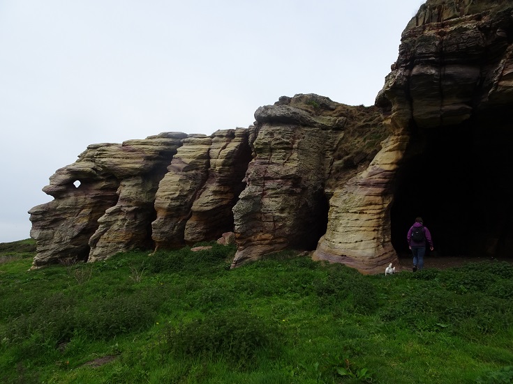 Poppy the westie going into a cave on the fife costal path