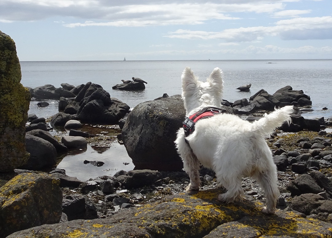 poppy the westie hunting seal monsters