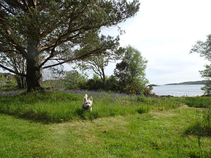 poppy the westie plying in the bluebells at ardfern