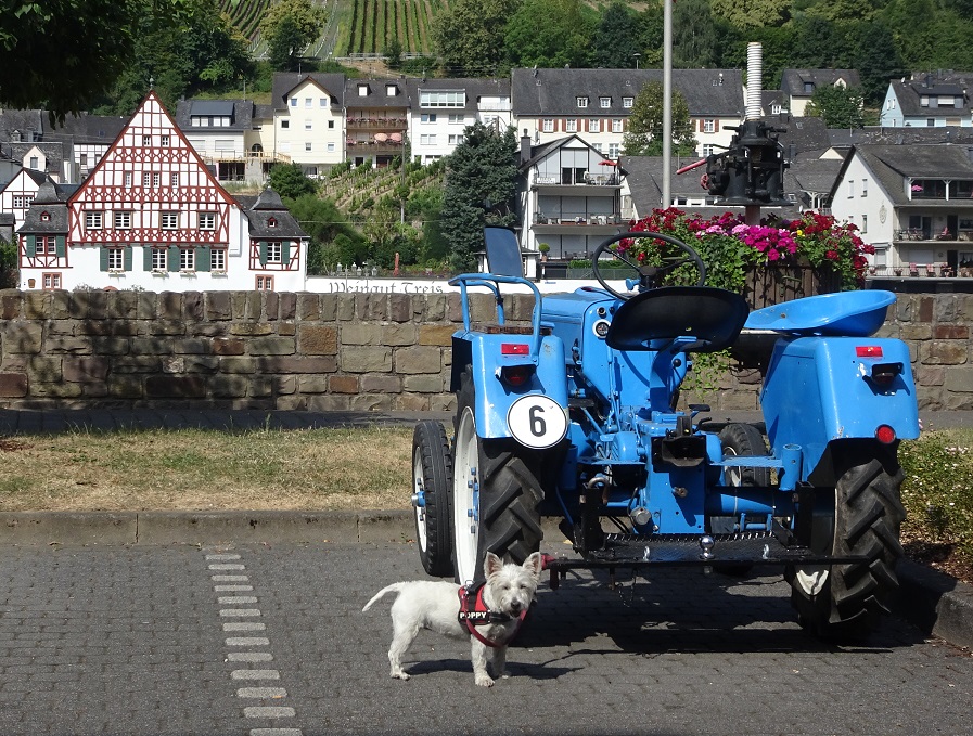 Poppy the westie beside a blue tractor in zell germany