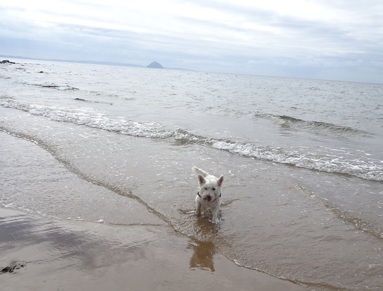 Poppy the westie in the firth of Clyde with paddys mile stone in distance