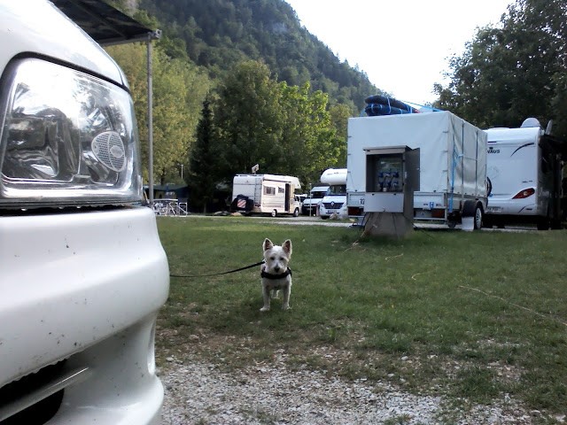 poppy the westie in the lake Bled Campsite