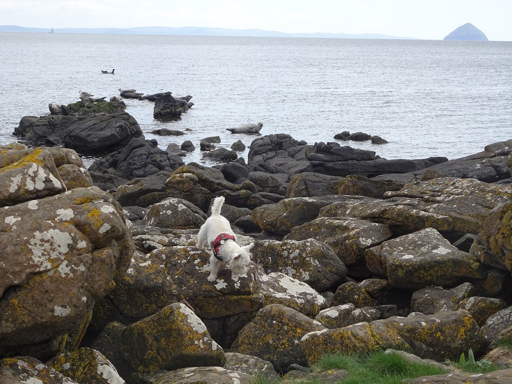 Poppy the westie on rocks investigating seal monsters