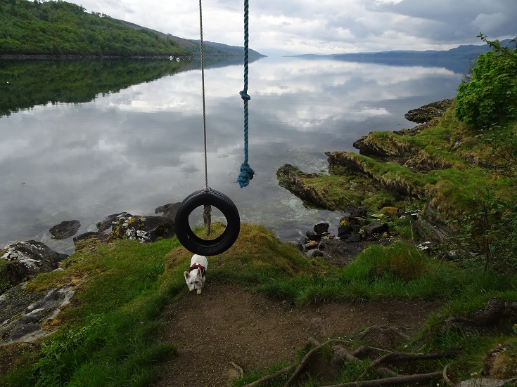 poppy-the-westie-investigating-tyre-swing-at-Lachlan-Castle
