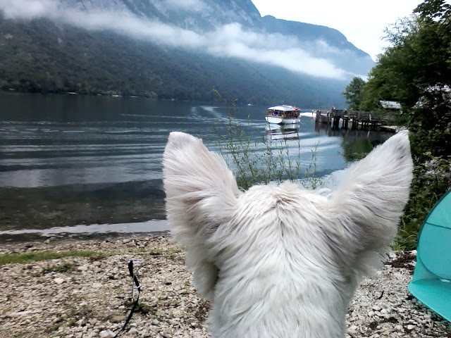 poppy the westie looking for Derich in Lake Bohinj