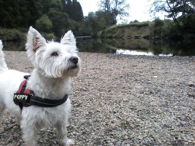 poppy the westie on banks of the River Forth in Cobiland