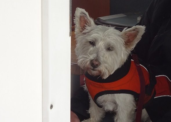 poppy-the-westie-on-boat-keeping-out-of-the-rain